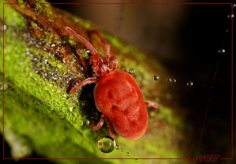 Trombidium holosericeum